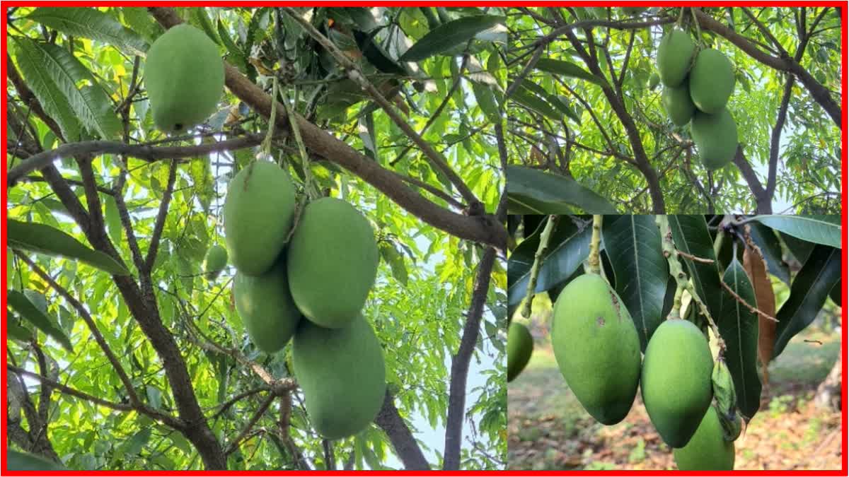 West Vidarbha Mango