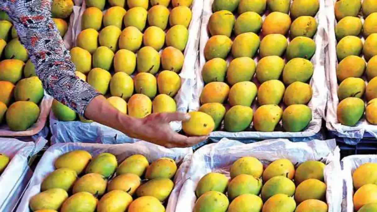 Gujarat Mango: કમોસમી વરસાદના કારણે આ વખતે સુરતના કેરી બજારમાં કેરીની અછત, ભાવમાં વધારો