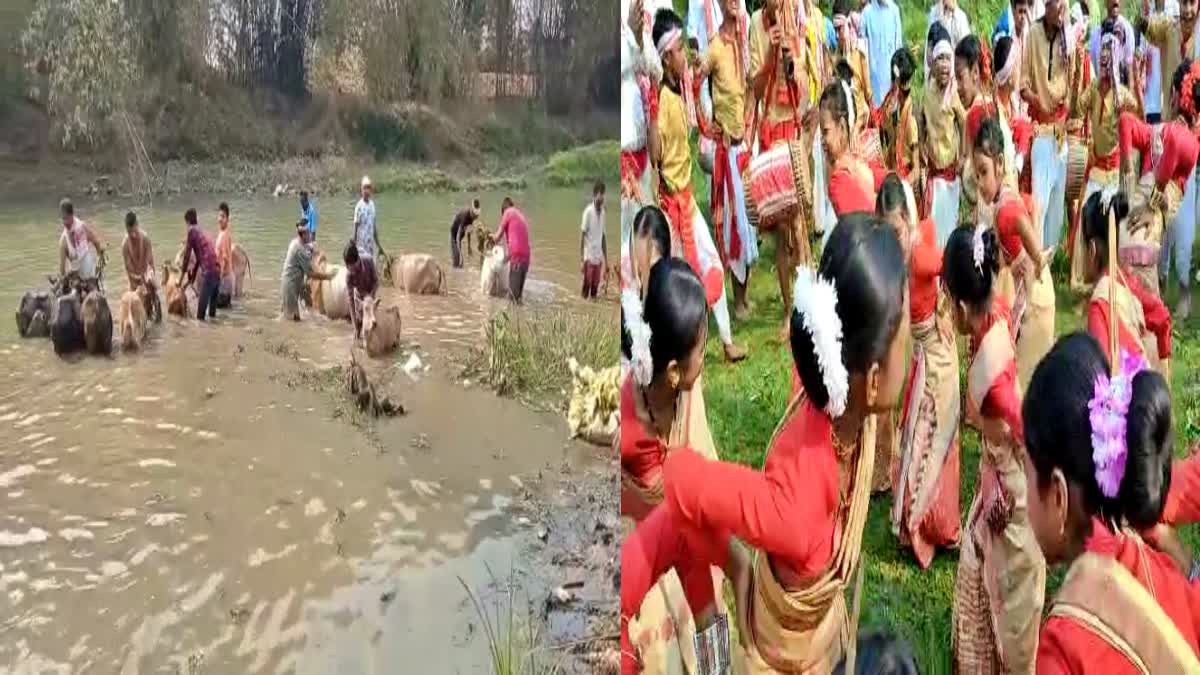 Goru bihu celebreation