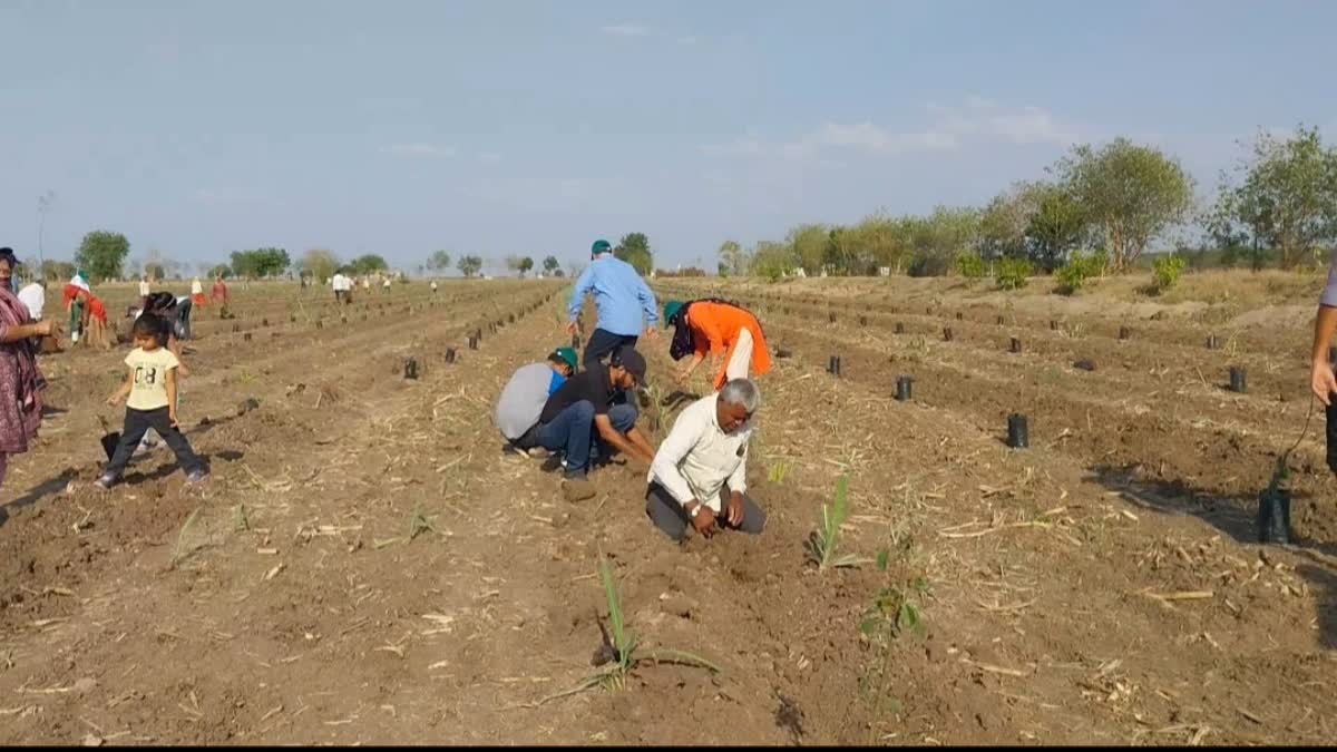 Amreli News : લાઠીના દૂધાળામાં મિયાવાકી પદ્ધતિથી હજારો વૃક્ષો વાવવાનું અભિયાન