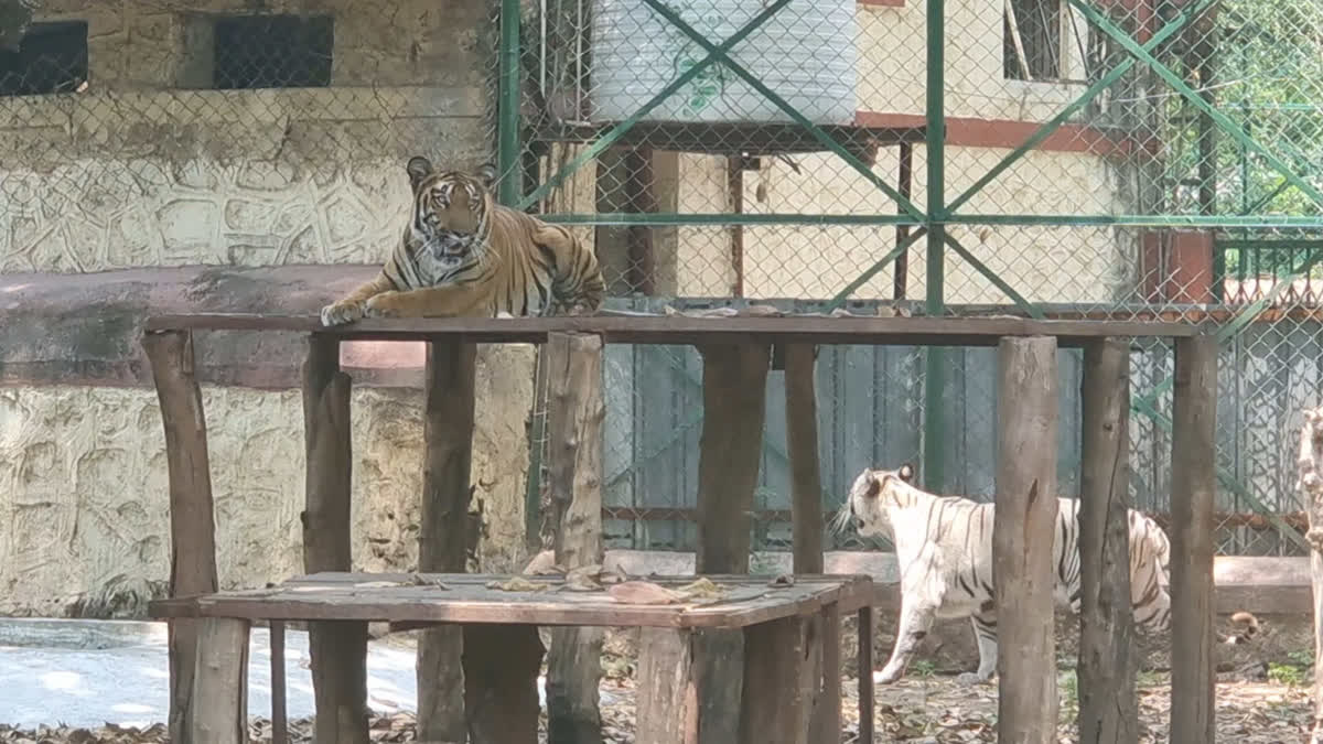 گرمی سے نجات دلانے کیلئے چڑیا گھر میں لگائے گئے کولر