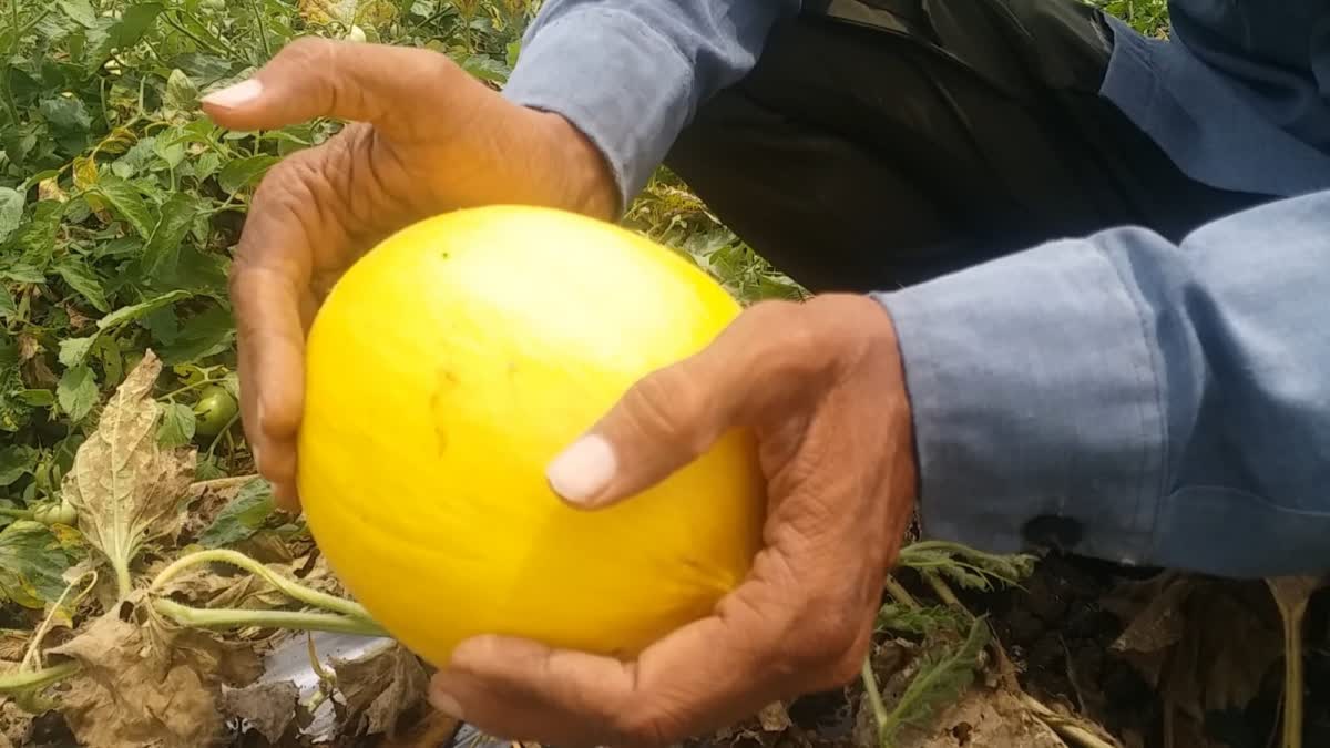 bhopal farmer grows yellow Melon