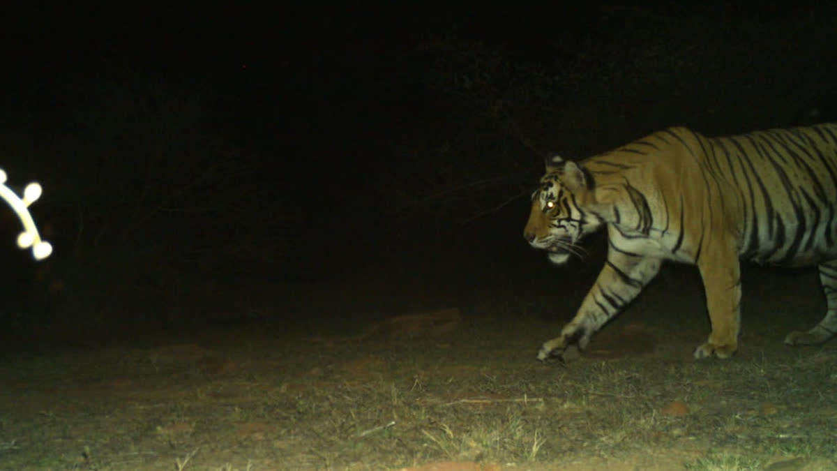 Tigress T 117 gave birth to 3 cubs, total cubs now 5