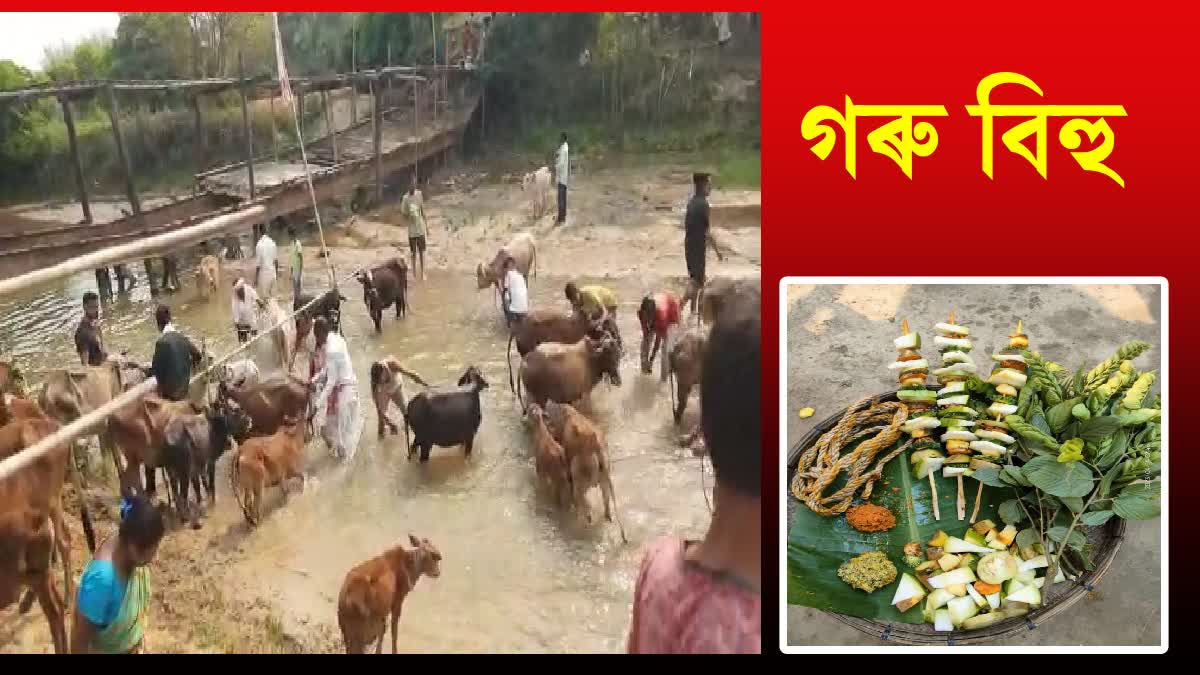 goru-bihu-celebrated-in-tezpur