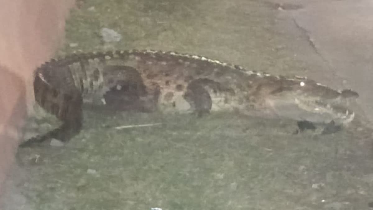 Crocodile In Kota