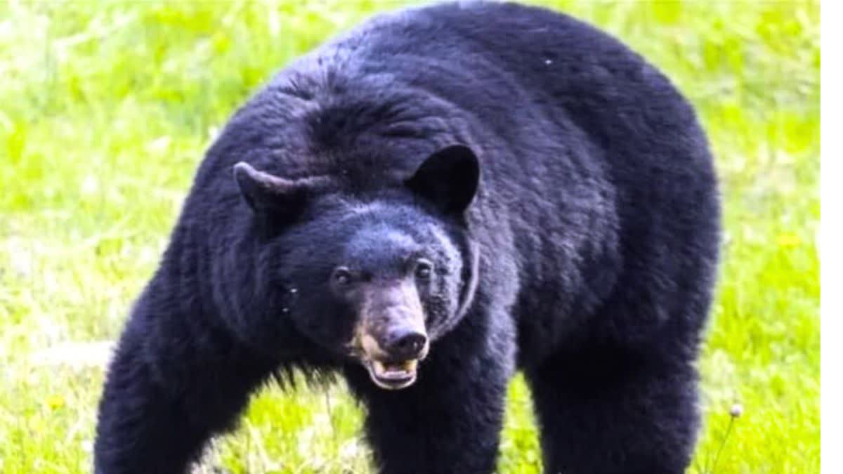 Youth injured in bear attack in Lormi