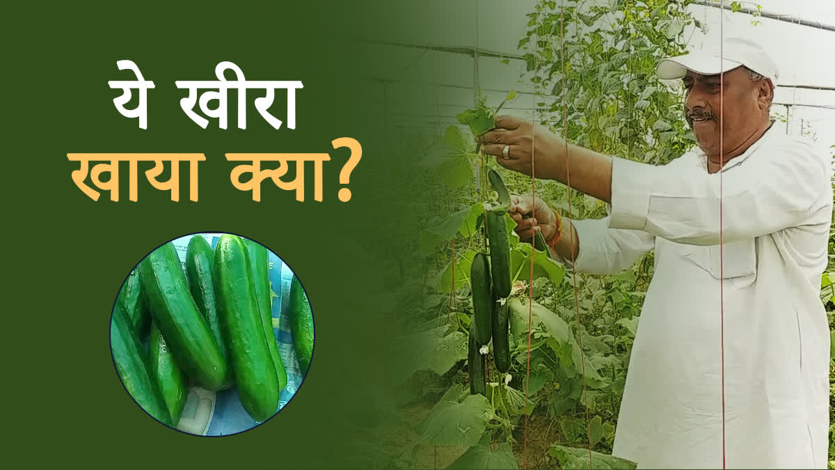 bhind farmer growing israeli cucumber