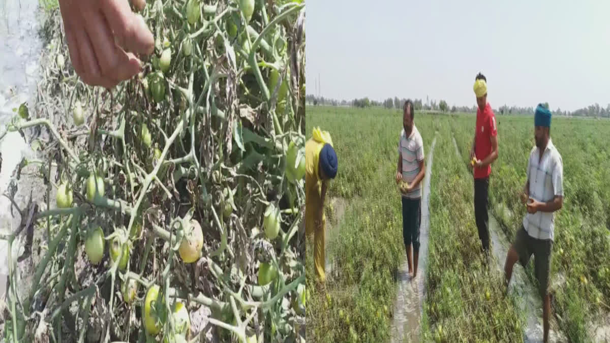 Tomato crop in Faridkot destroyed by untreated disease