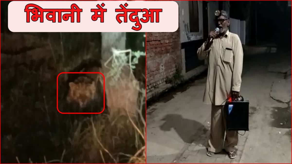 bhiwani leopard video