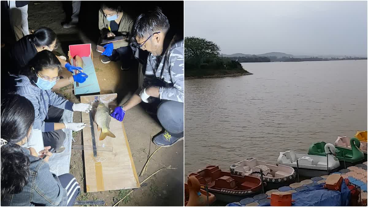 Quantile large fishes removed from Sukhna Lake Chandigarh