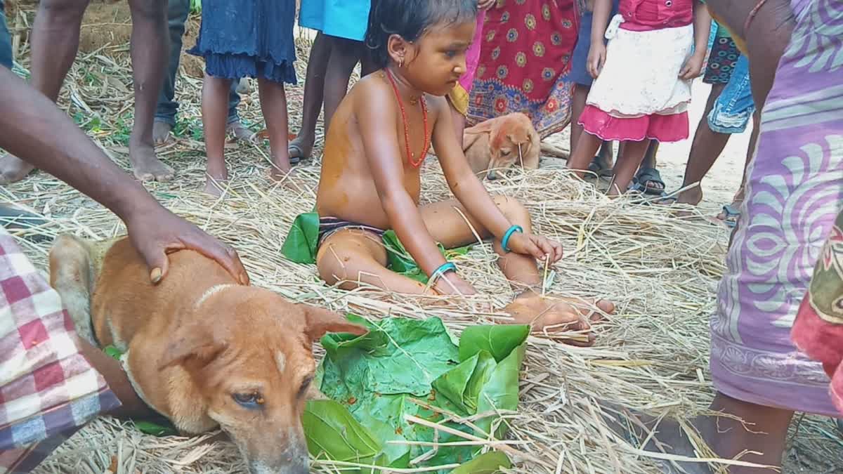 Ward off evil spirits: Two minors married to stray dogs in balasore