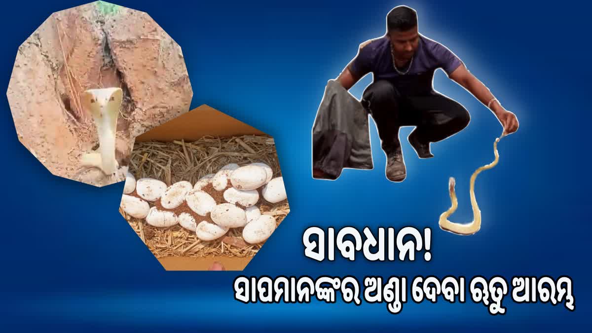 ଆରମ୍ଭ ହୋଇଛି ସାପ ମାନଙ୍କର ଅଣ୍ଡା ଦେବା ଋତୁ