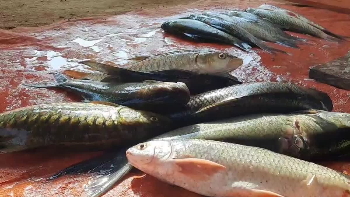demand permission for fish farming in ponds