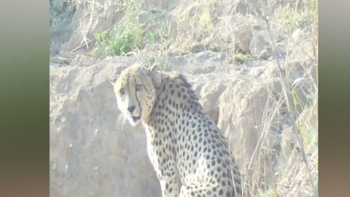 cheetah ovan absconding from kuno national park