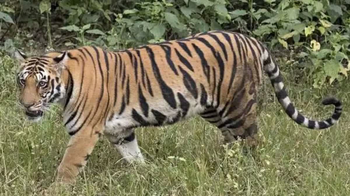 Tigress seen limping in Ranthambore