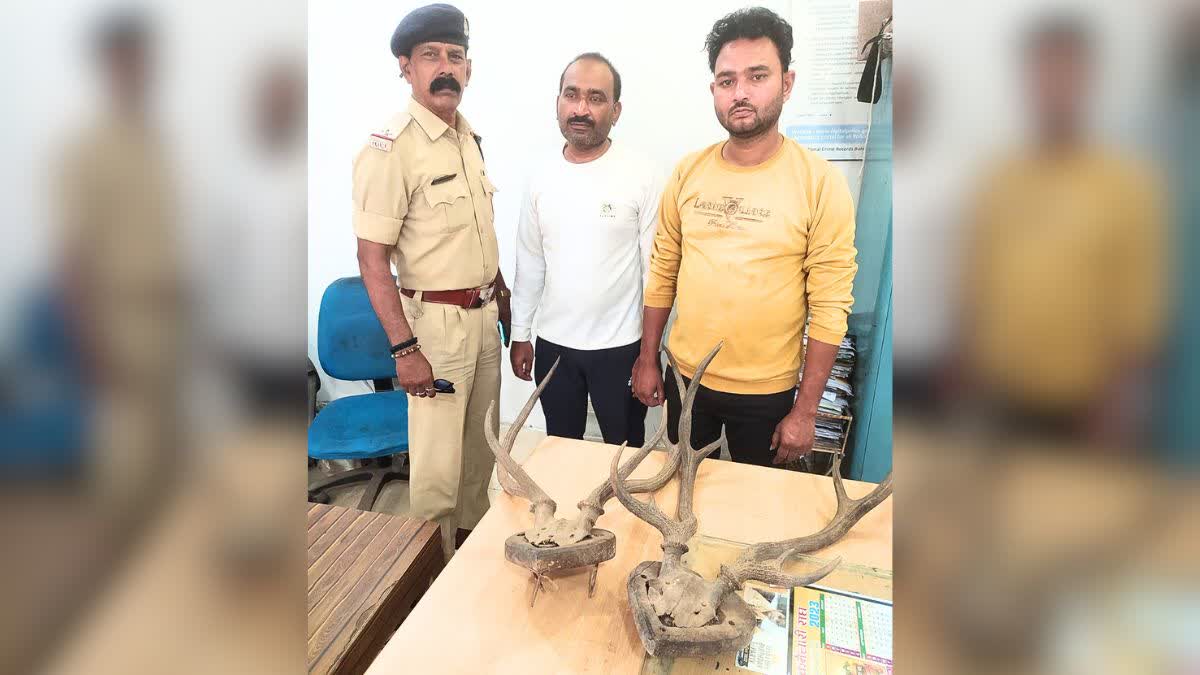 antler smuggling in chhattisgarh