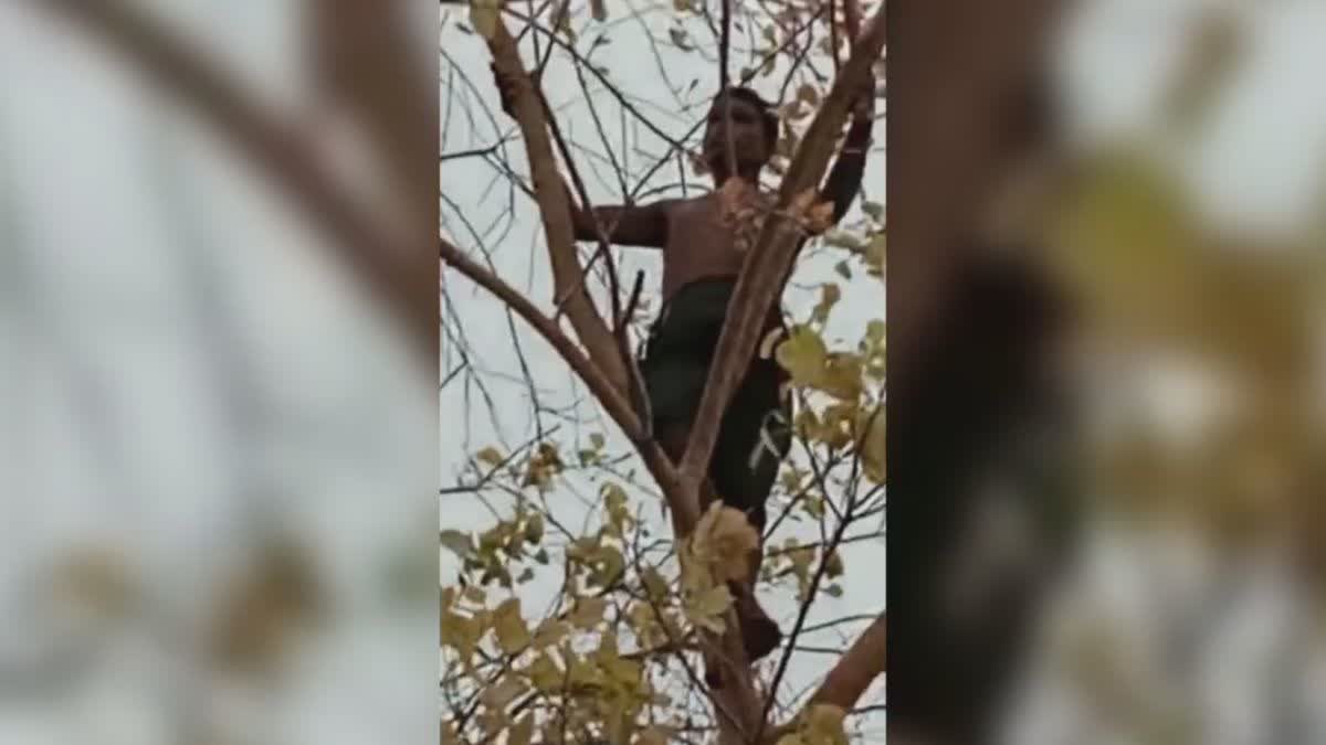 young man climbed on peepal tree