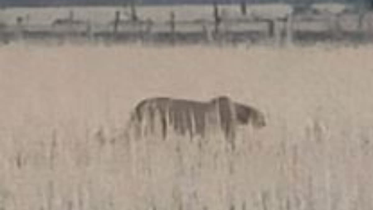 Cheetah Oban roaming outside of Kuno National Park in MP's Shivpuri district