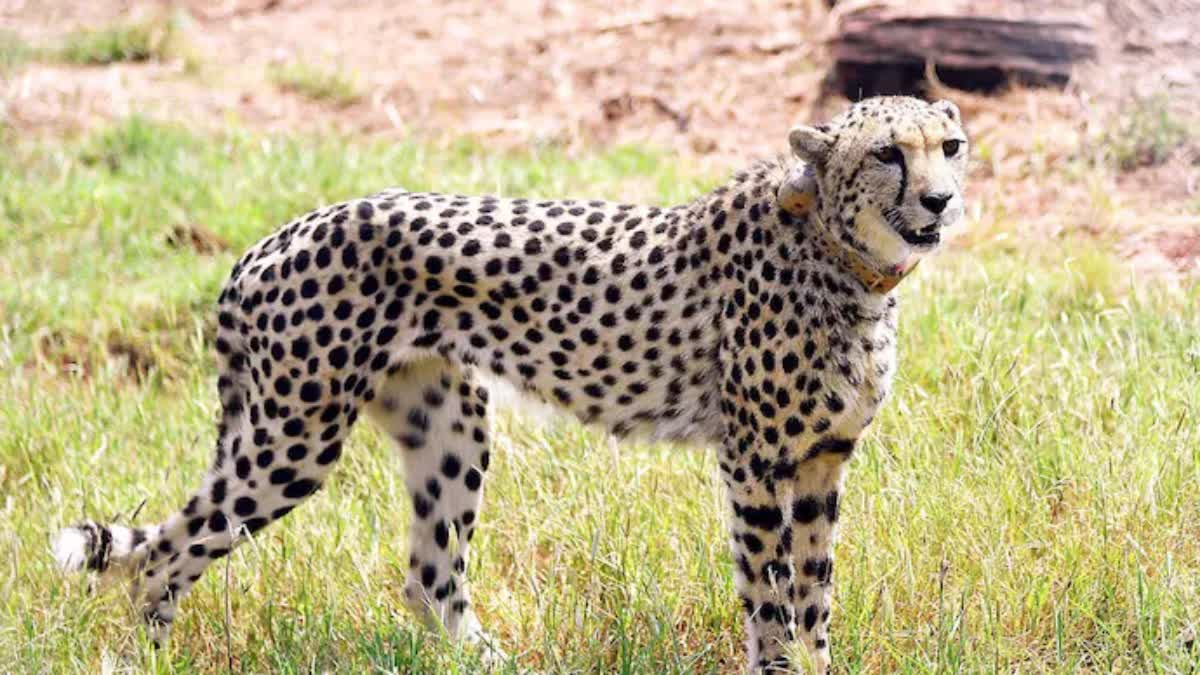 Cheetah Escape from Kuno National Park
