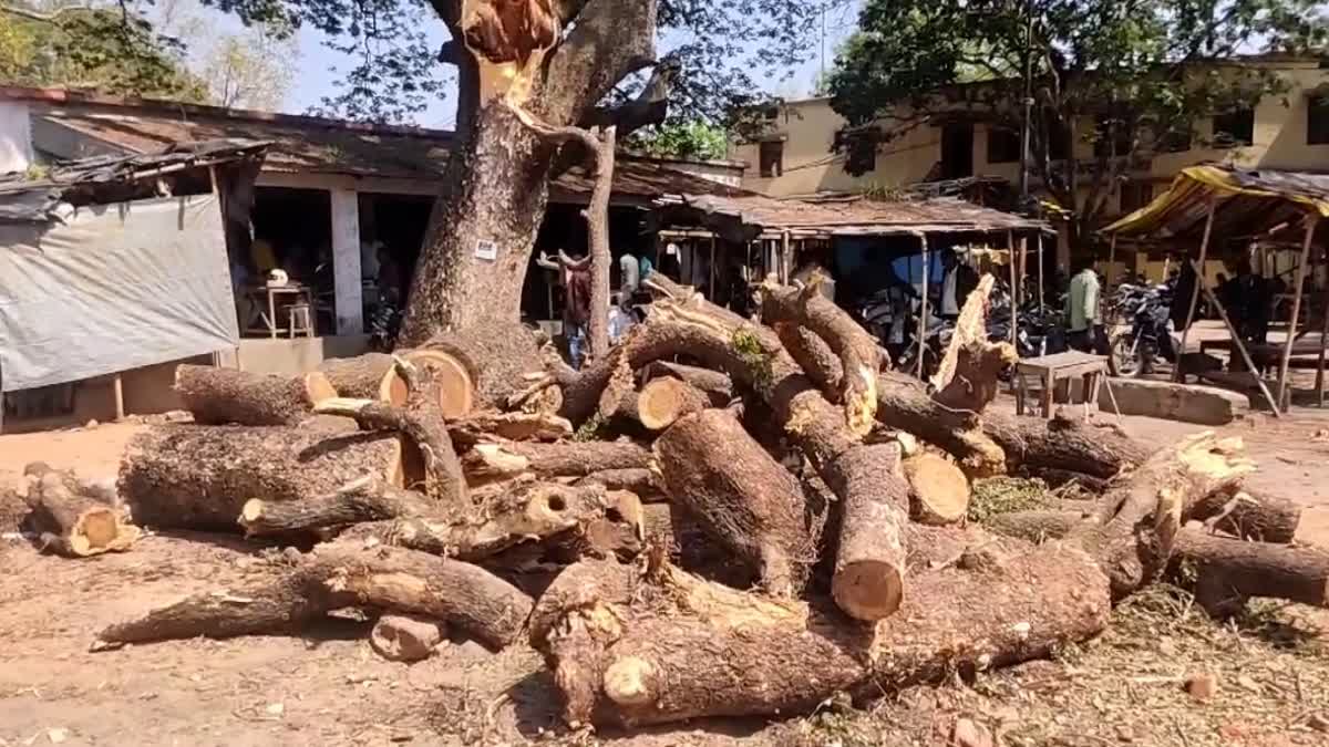 cutting of 200 years old tree