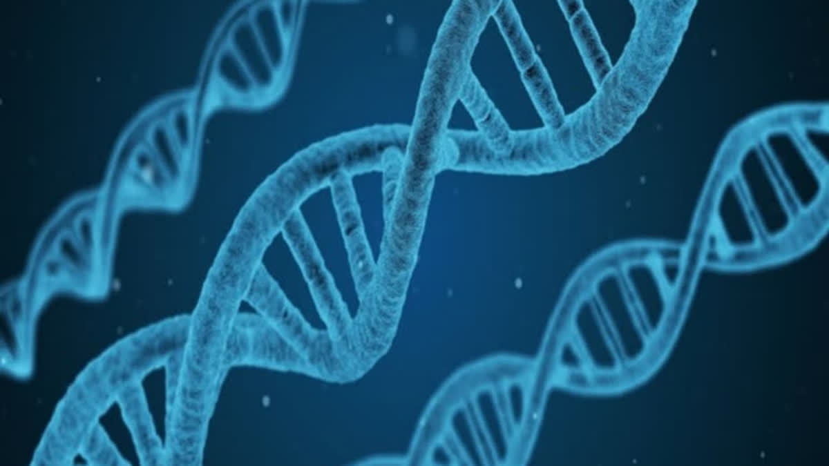 New gene discovery could lead to effective, reversible male contraceptive