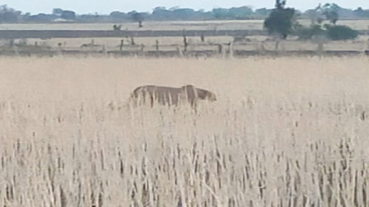 Kuno Cheetah Flees