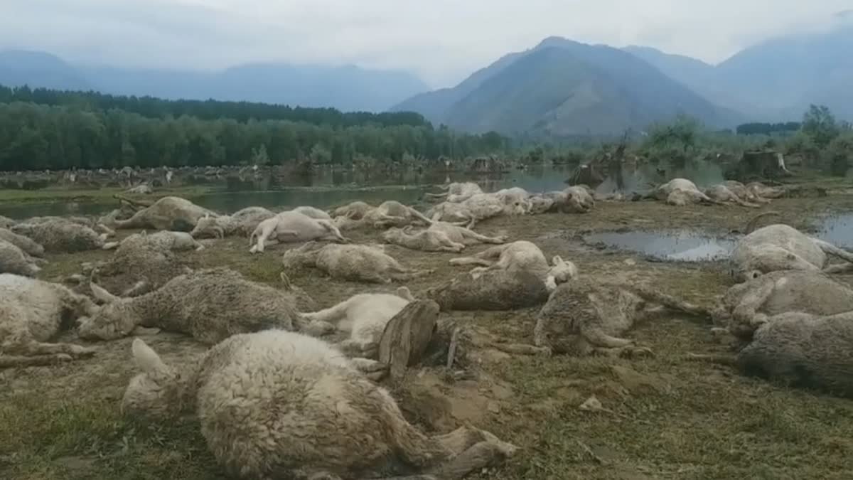 around-70-sheep-killed-in-lankreshipora-bandipopra-due-to-flash-flood