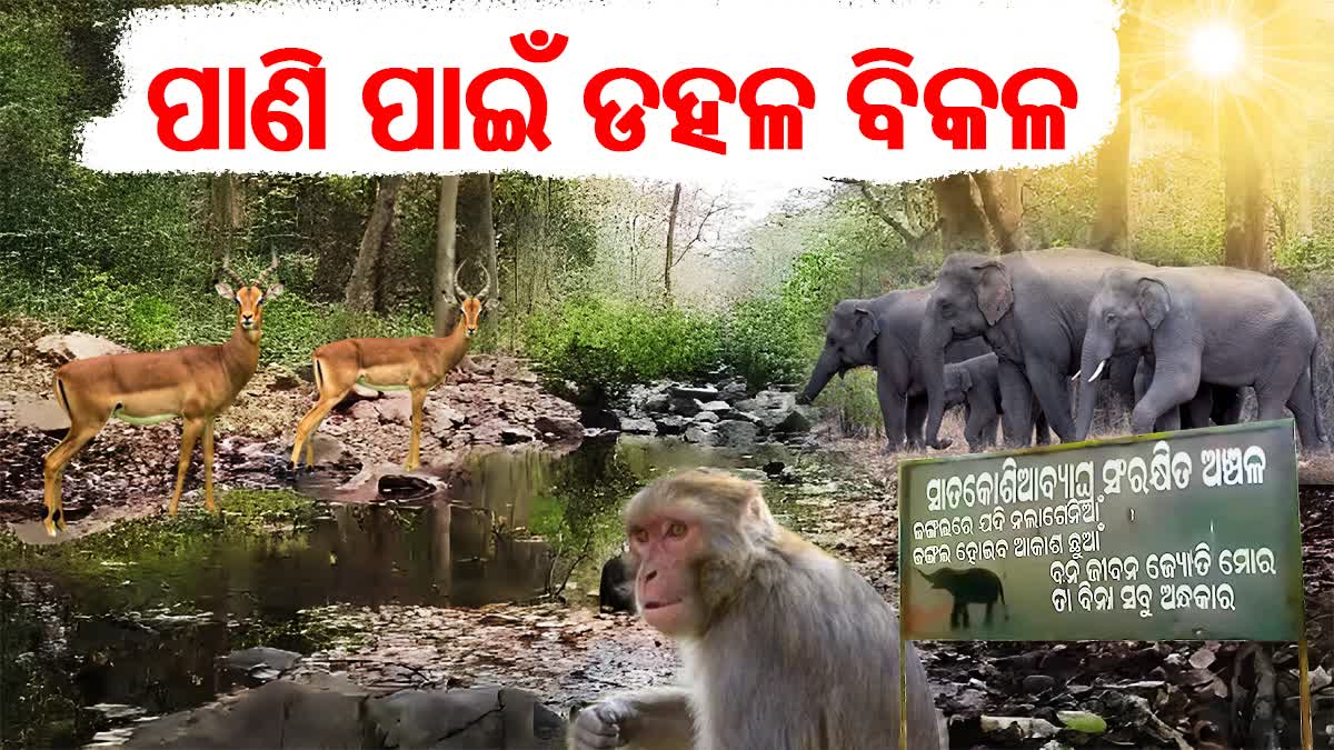 ପାଣି ପାଇଁ ଗାଁ ମୁହାଁ ବନ୍ୟଜନ୍ତୁ