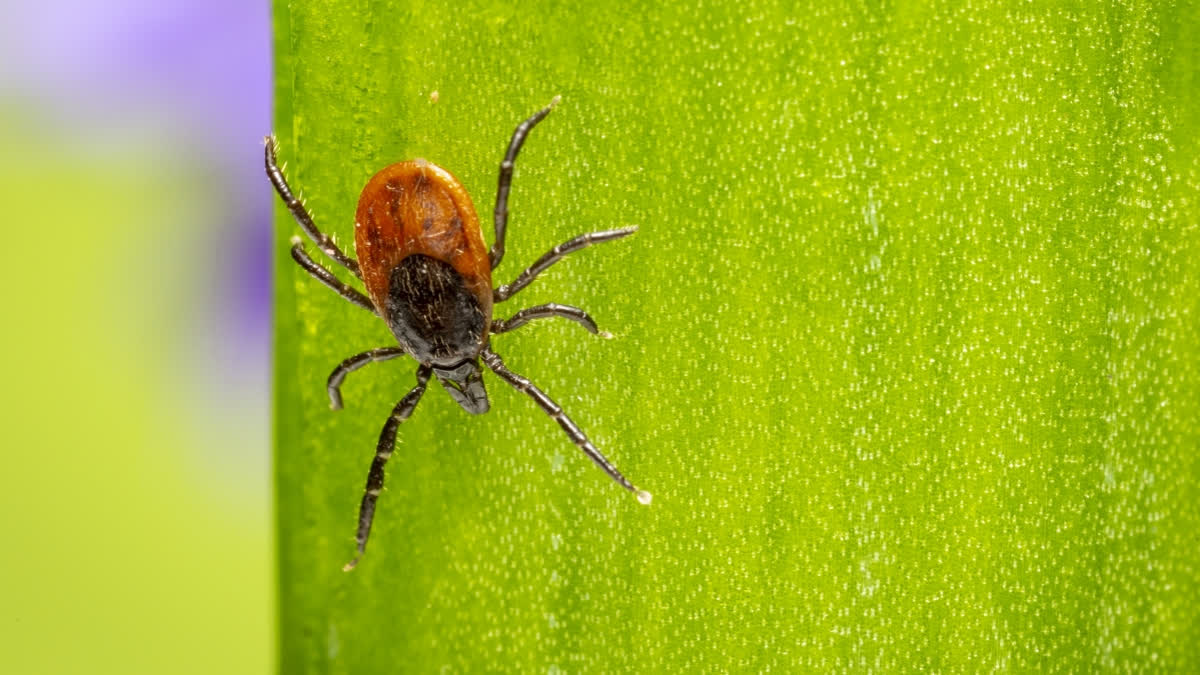 Tick Infection Affects Brain Cell