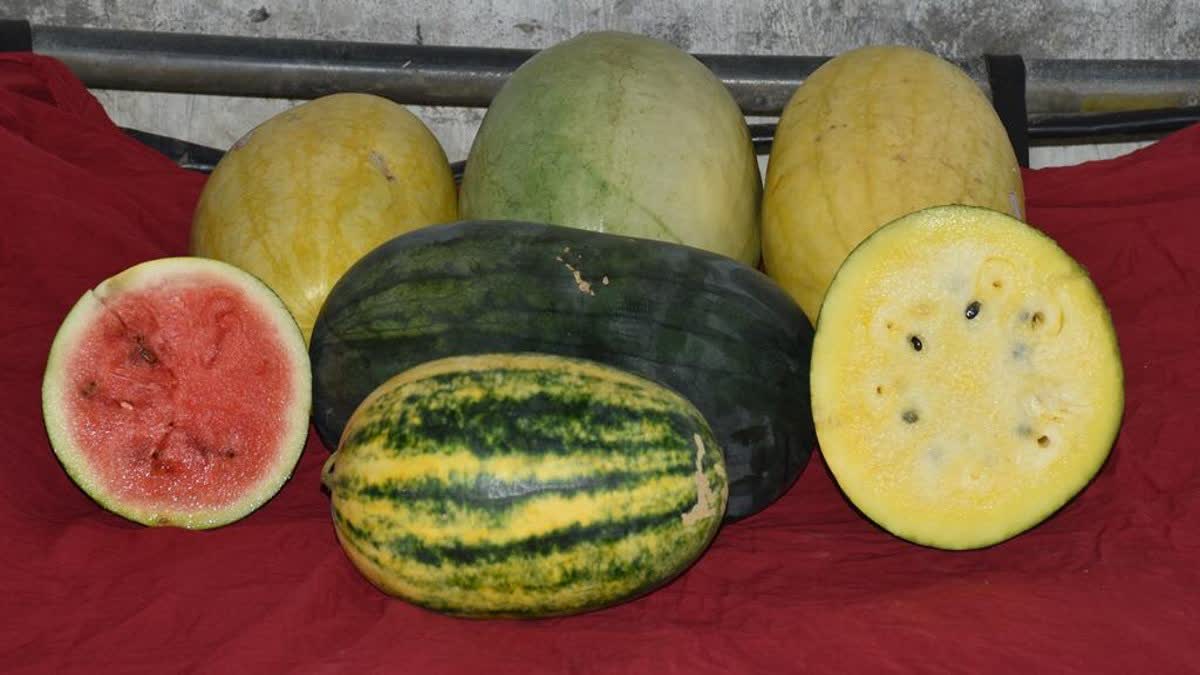 Watermelon Cultivation : રંગબેરંગી રસભરા મીઠા તરબૂચની સફળ ખેતીએ લોકોમાં આકર્ષણનું કેન્દ્ર ઊભું કર્યું