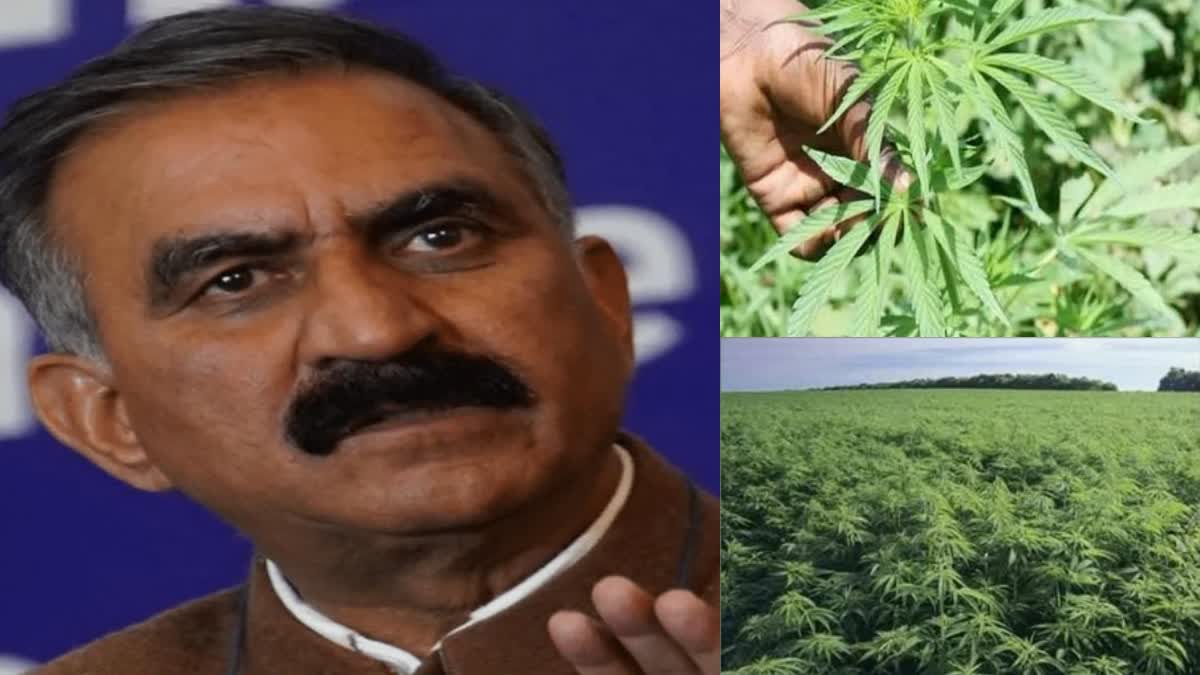 Congress Govt on Legal Validity of cannabis cultivation in Himachal Congress Govt on Legal Validity of cannabis cultivation in Himachal