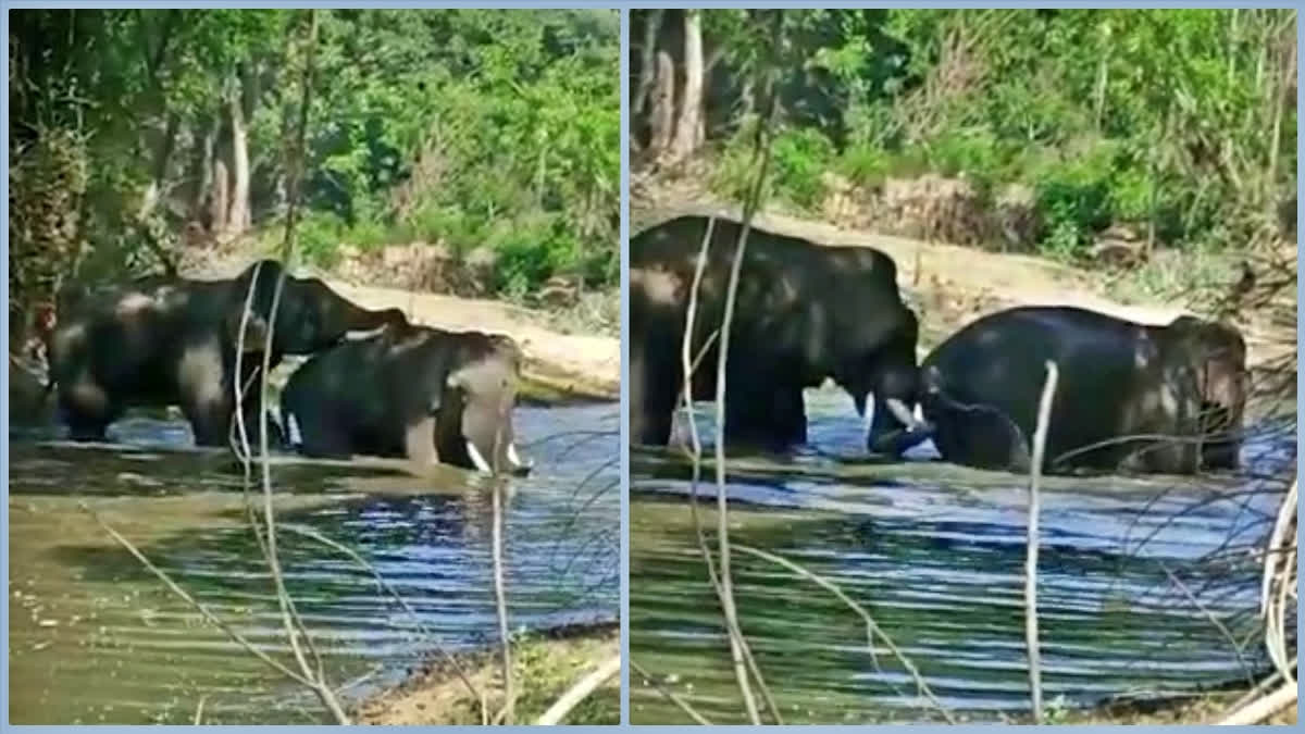 Another elephant helping an elephant stuck in the mud