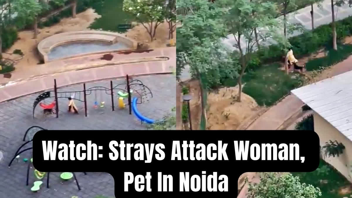 A pack of strays attacked a woman resident who was out on a walk with her pet Shih Tzu in a Noida residential complex.