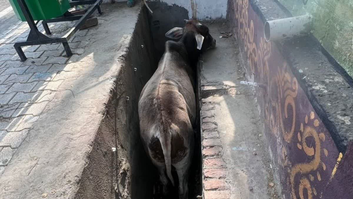 youth rescues bull