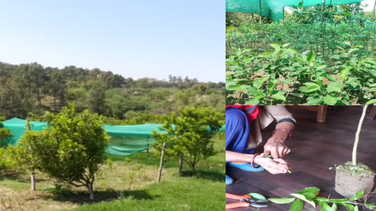 Horticulture Department preparing thousands of fruit plants in Hamirpur