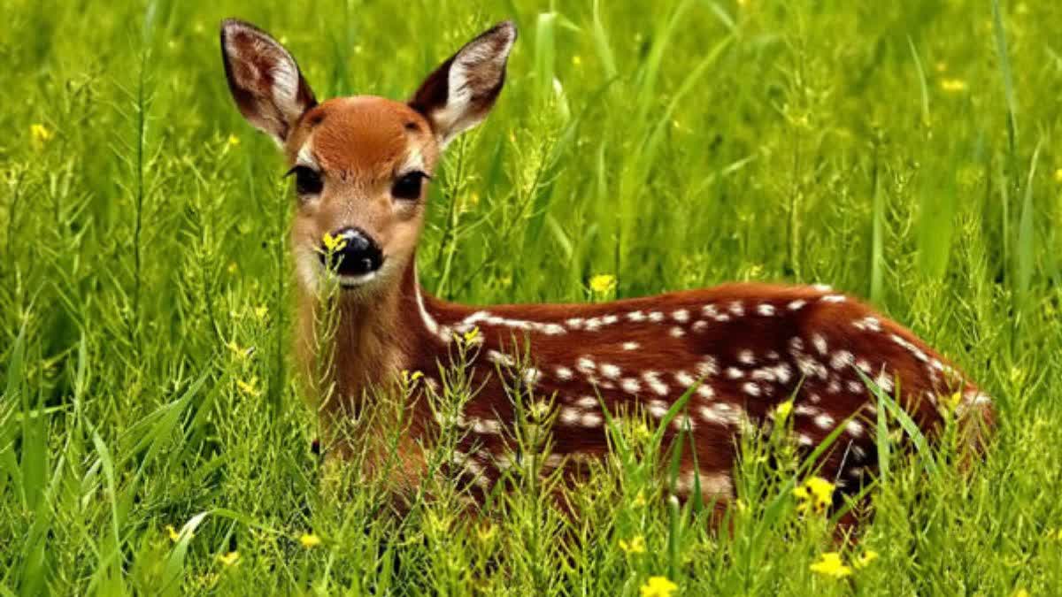 deer mauled to death by dogs