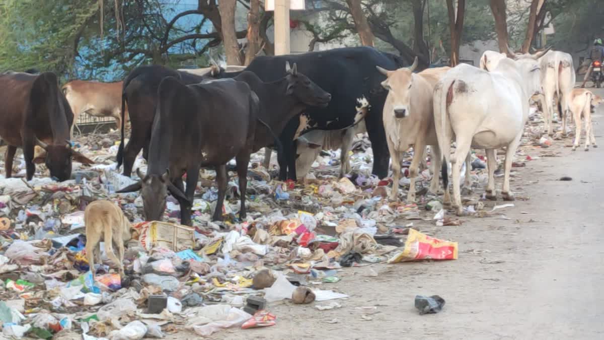 garbage piled up on sangam vihar road