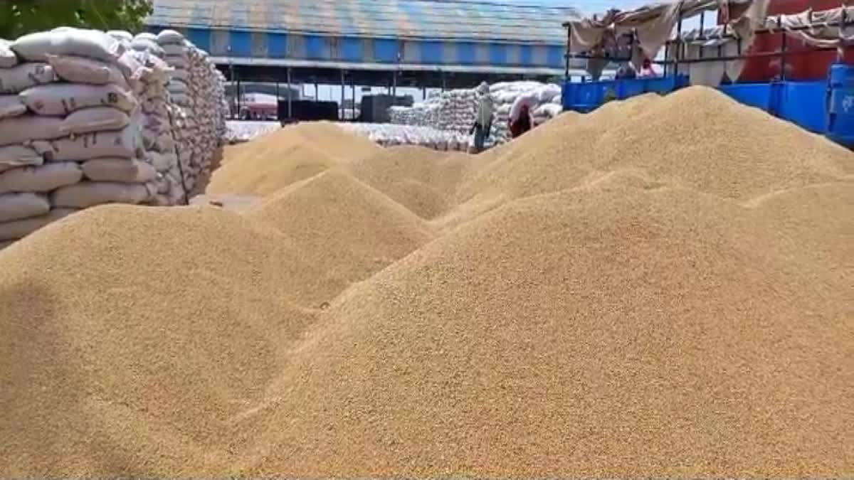 wheat procurement in sonipat