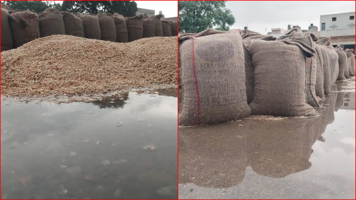 wheat crop damaged due to rain