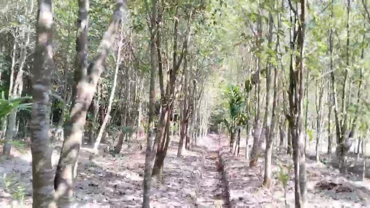 Agarwood Farming in Sivasagar