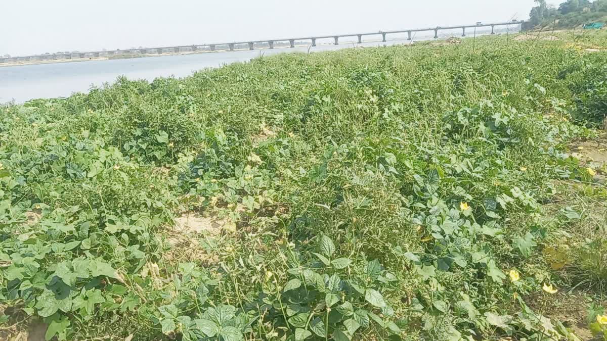 Narmadapuram growin vegetable in sand