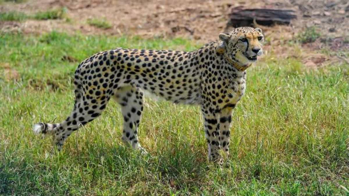 ചീറ്റ  ചീറ്റകളുടെ പേരുകൾ പുനർനാമകരണം ചെയ്‌തു  ഇന്ത്യയിലെത്തിയ ചീറ്റകൾക്ക് പുതിയ പേര്  Cheetahs in Kuno National Park renamed  Cheetah  കുനോ ദേശീയോദ്യാനം  മോദി  മൻ കി ബാത്ത്  പ്രൊജക്‌റ്റ് ചീറ്റ