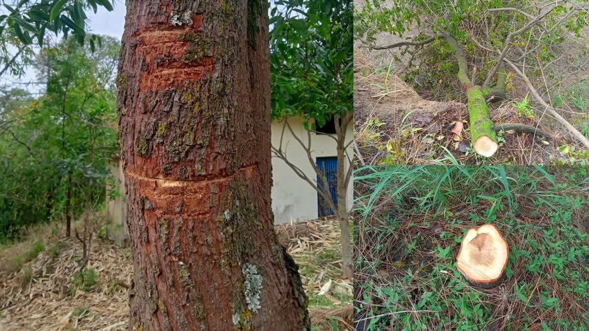 Four sandalwood trees cut in Basi village near NIT Hamirpur