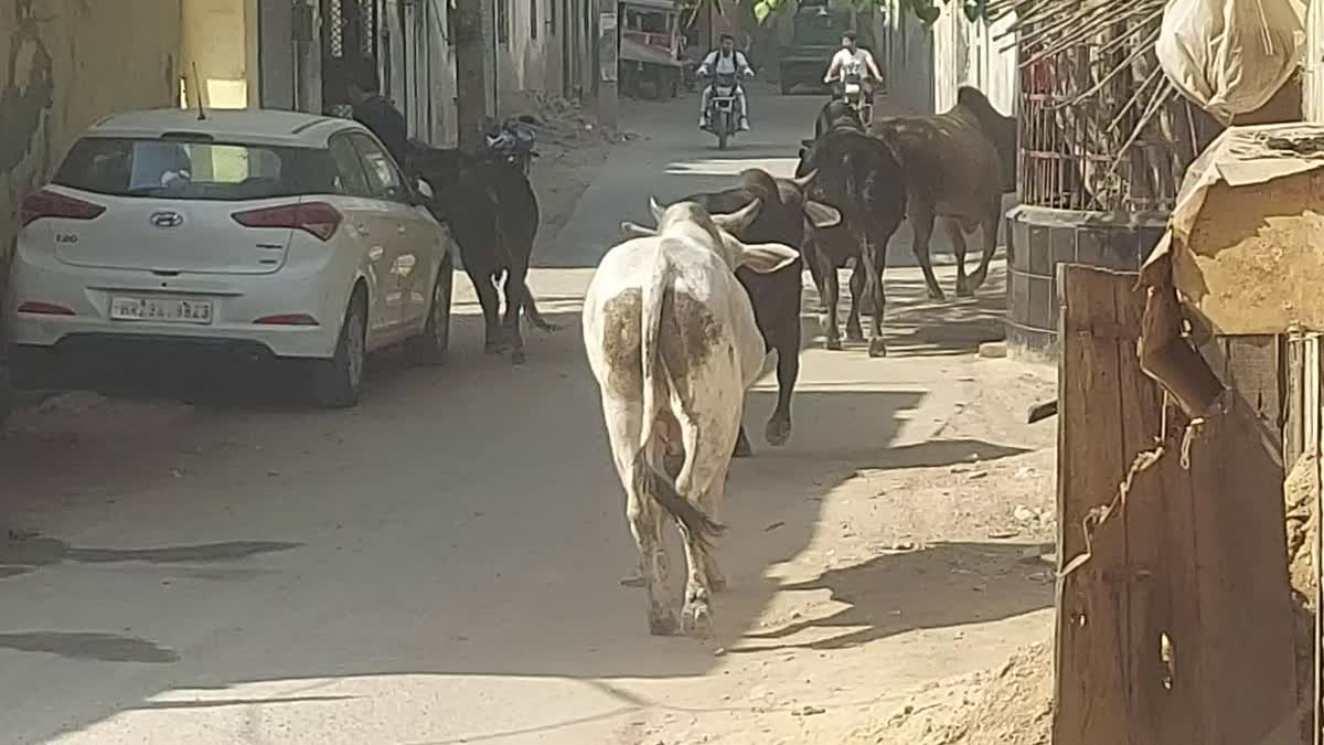 stray animal in faridabad