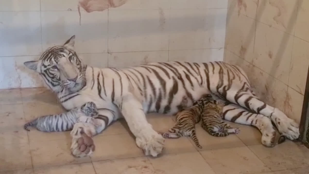 Female tiger Meera gave birth to 3 cubs