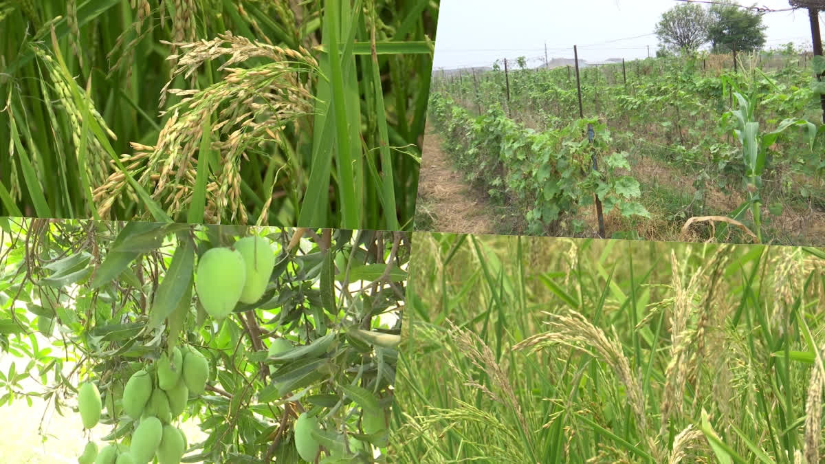 Crops Damaged