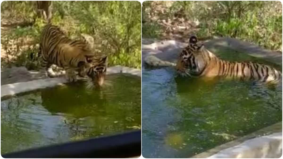 alwar sariska tiger reserve