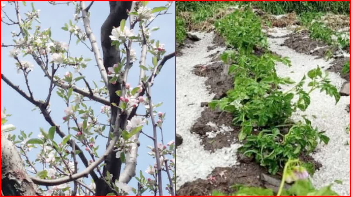 Apple flowering affected due to rain