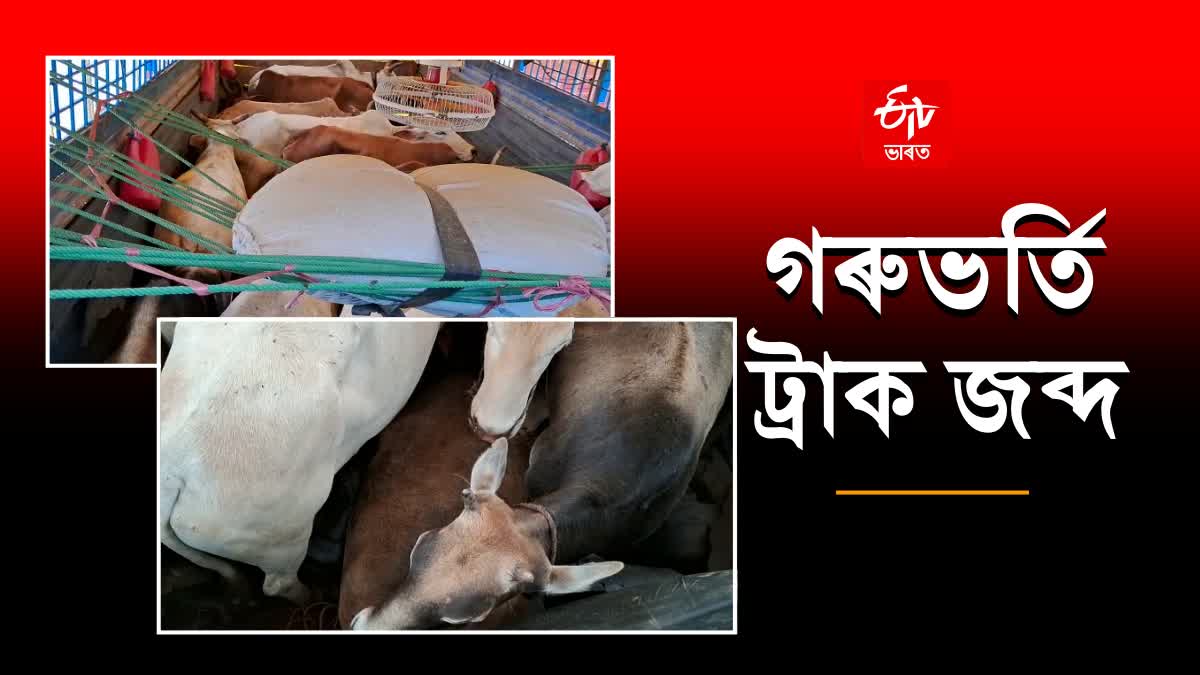 Cattle smuggling in Nagaon