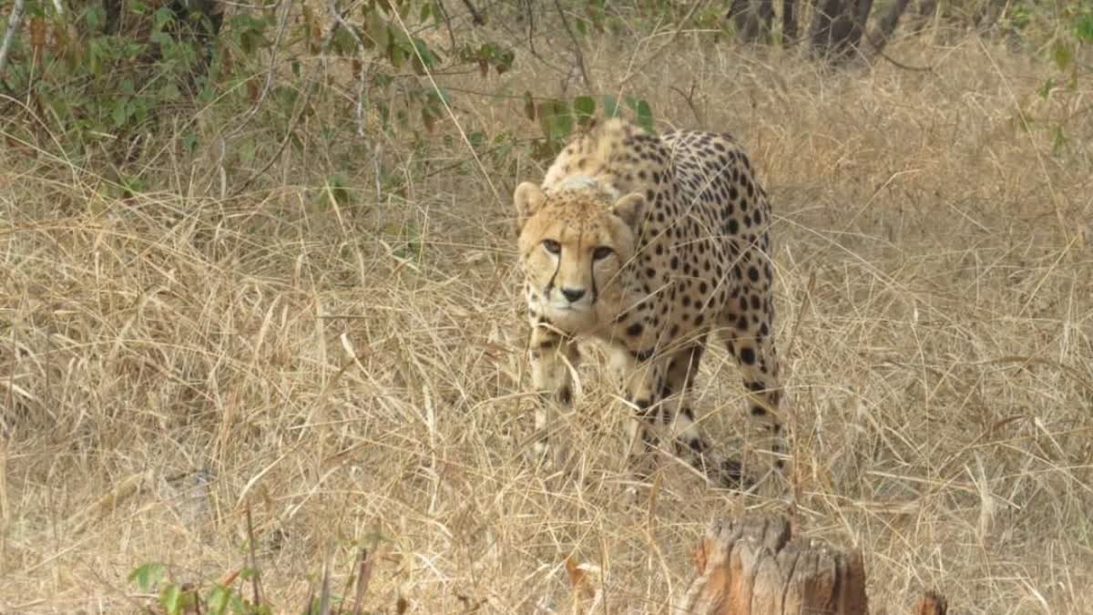 oban cheetah in mp kuno national park